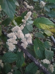 Iresine orientalis (Iresine orientalis)