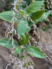Iresine orientalis (Iresine orientalis)
