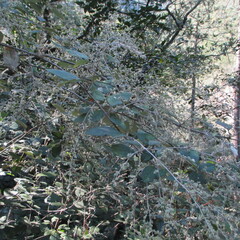 Iresine orientalis (Iresine orientalis)