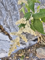 Iresine orientalis (Iresine orientalis)