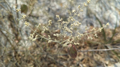 Iresine orientalis (Iresine orientalis)