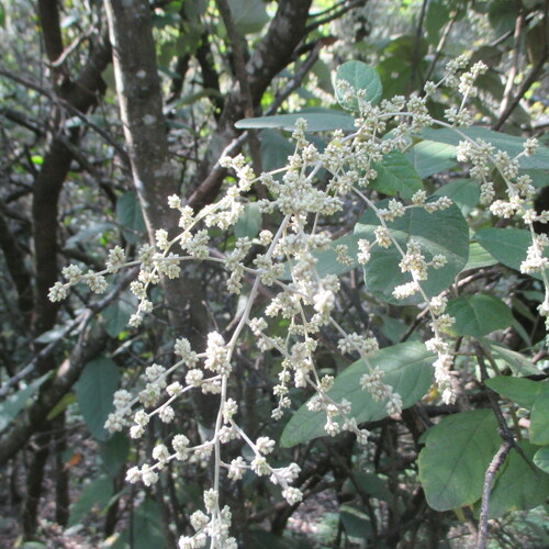 Iresine orientalis (Iresine orientalis)