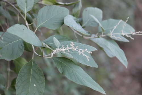 Iresine orientalis (Iresine orientalis)