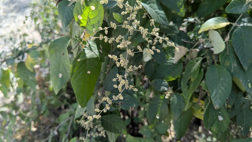 Iresine orientalis (Iresine orientalis)