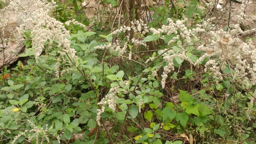 Iresine orientalis (Iresine orientalis)