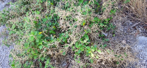 Iresine orientalis (Iresine orientalis)