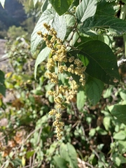 Iresine orientalis (Iresine orientalis)