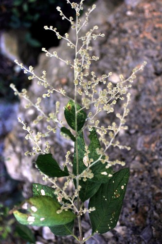 Iresine orientalis (Iresine orientalis)