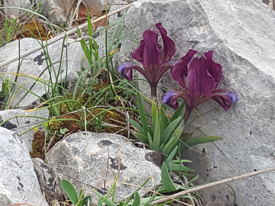 Iris adriatica (Iris adriatica)