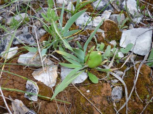 Iris adriatica (Iris adriatica)