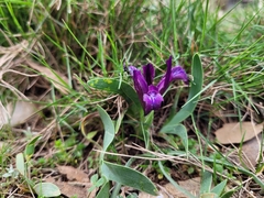 Iris adriatica (Iris adriatica)