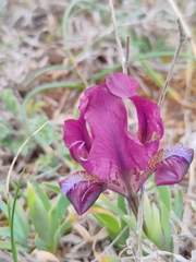 Iris adriatica (Iris adriatica)