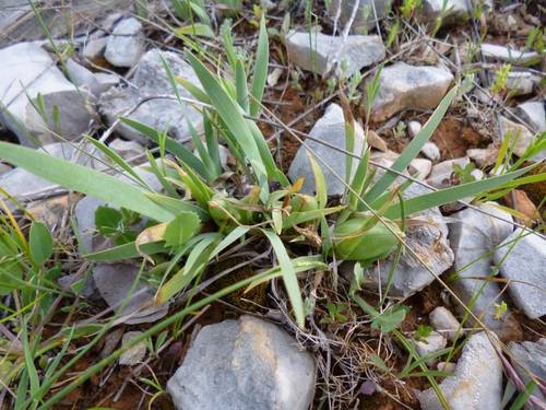 Iris adriatica (Iris adriatica)