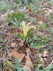 Iris adriatica (Iris adriatica)