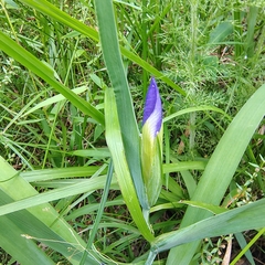 Zigzag iris (Iris brevicaulis)