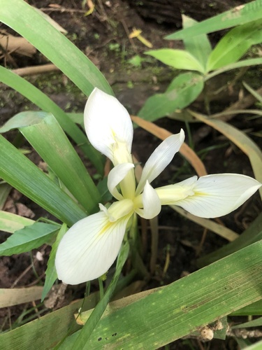 Zigzag iris (Iris brevicaulis)