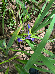 Zigzag iris (Iris brevicaulis)