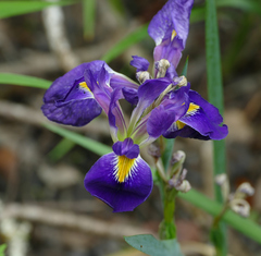 Zigzag iris (Iris brevicaulis)
