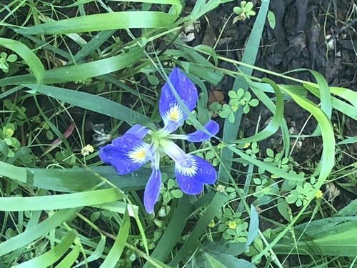 Zigzag iris (Iris brevicaulis)