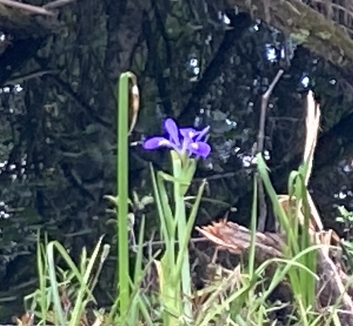 Zigzag iris (Iris brevicaulis)