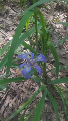 Zigzag iris (Iris brevicaulis)