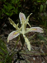 Yellowleaf iris (Iris chrysophylla)