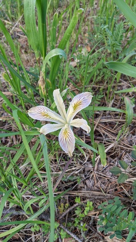 Yellowleaf iris (Iris chrysophylla)
