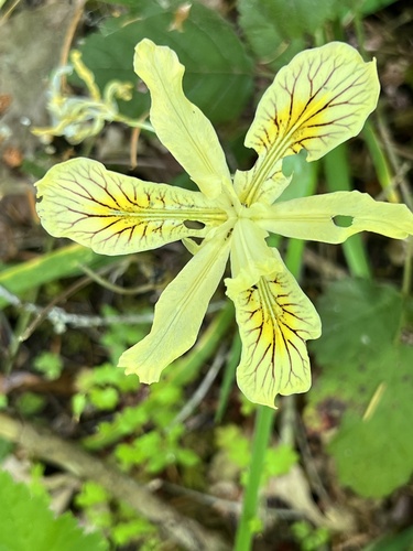 Yellowleaf iris (Iris chrysophylla)