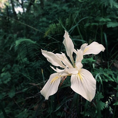 Yellowleaf iris: Pacific Coast Iris (Iris chrysophylla) from Phoenix Lake. Near Ross California