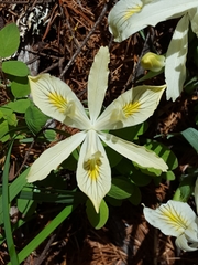 Yellowleaf iris (Iris chrysophylla)