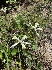Yellowleaf iris (Iris chrysophylla)