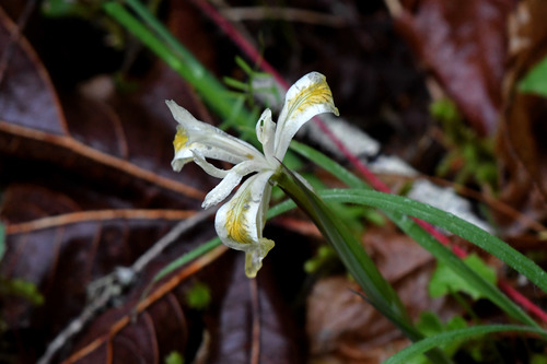 Yellowleaf iris (Iris chrysophylla)
