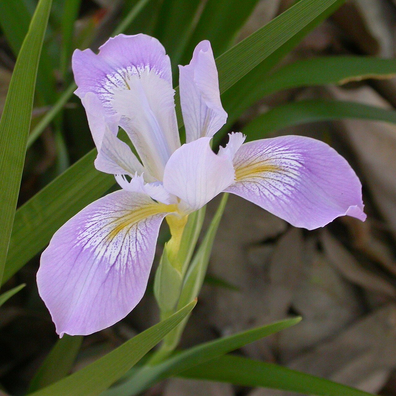Douglas iris: Iris douglasiana Photographed at BioTrek . Contributed and © by Curtis Clark. Licensed as noted.
