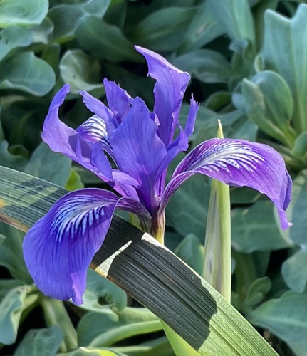 Douglas iris (Iris douglasiana)