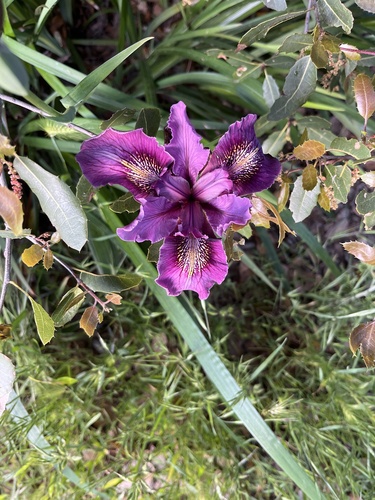 Douglas iris (Iris douglasiana)