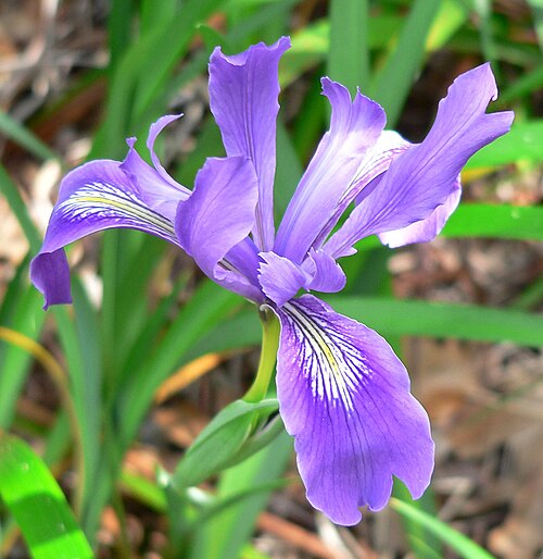 Douglas iris: Photo of Iris douglasiana at the Regional Parks Botanic Garden , Berkeley, California