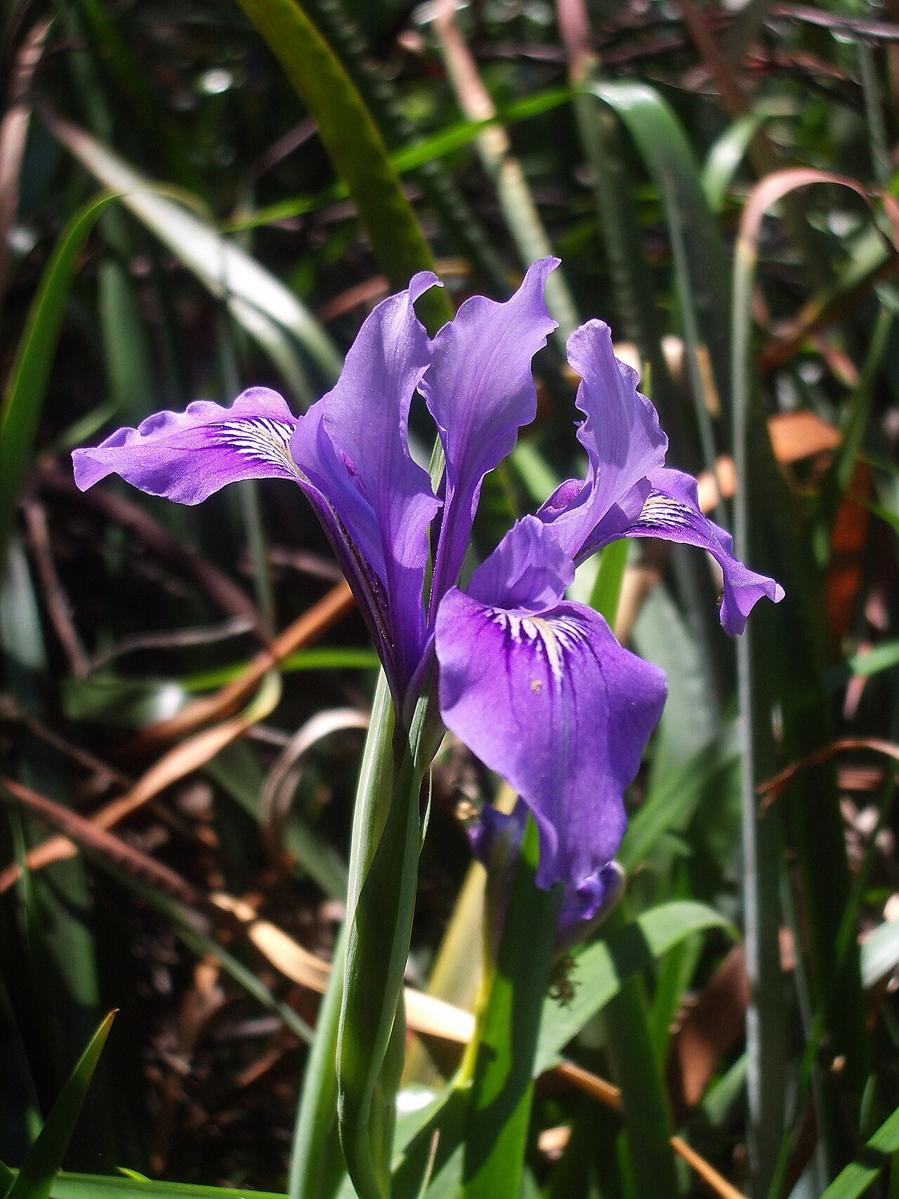Douglas iris: Iris douglasiana