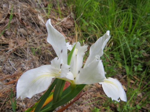 Douglas iris (Iris douglasiana)