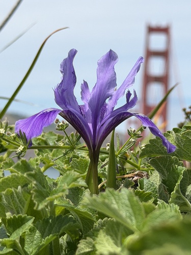 Douglas iris (Iris douglasiana)