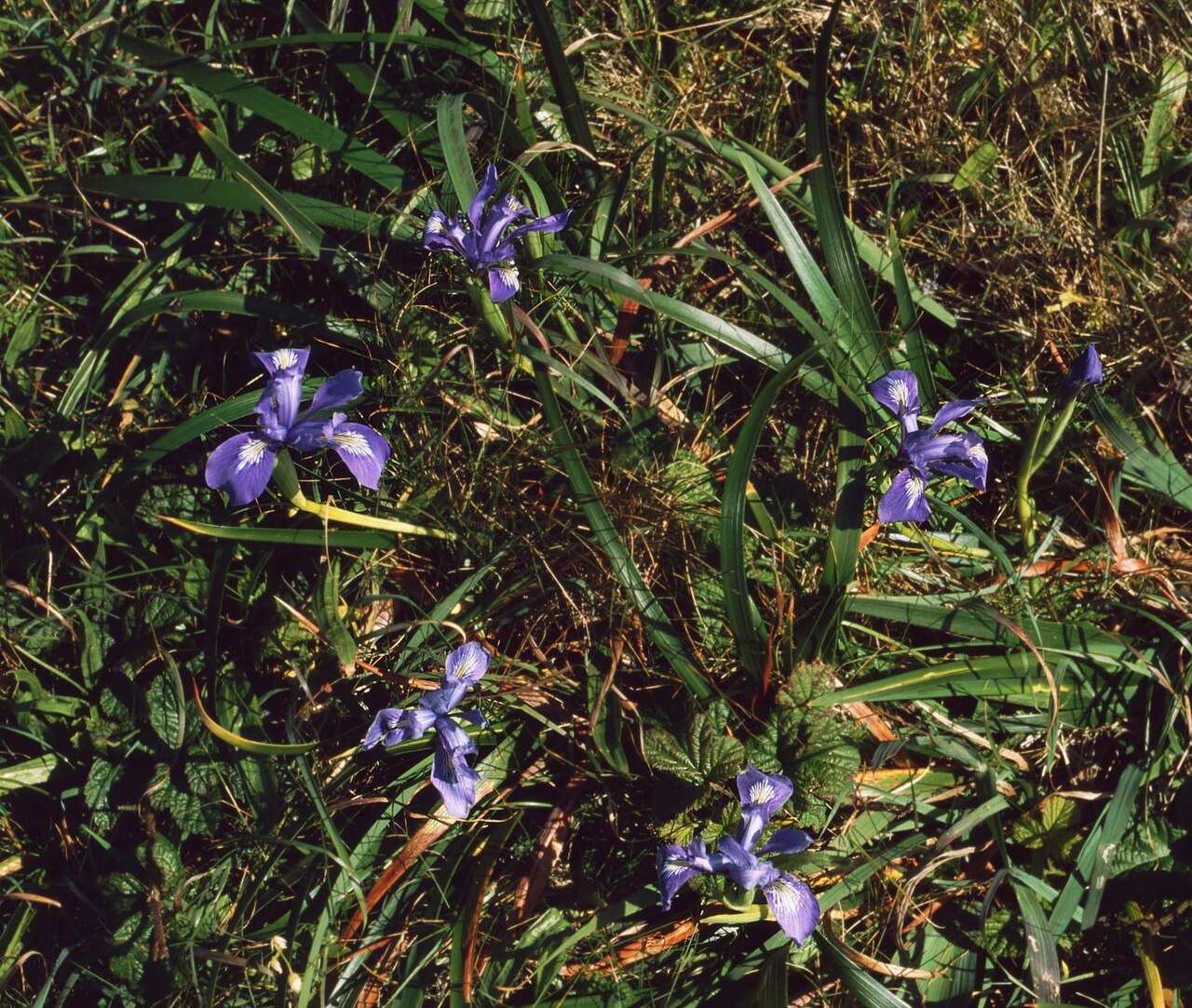 Douglas iris: Iris douglasiana , Schwertliliengewächse (Iridaceae) - USA, Kalifornien/California: Point Reyes National Seashore, beim Leuchtturm/next to the lighthouse