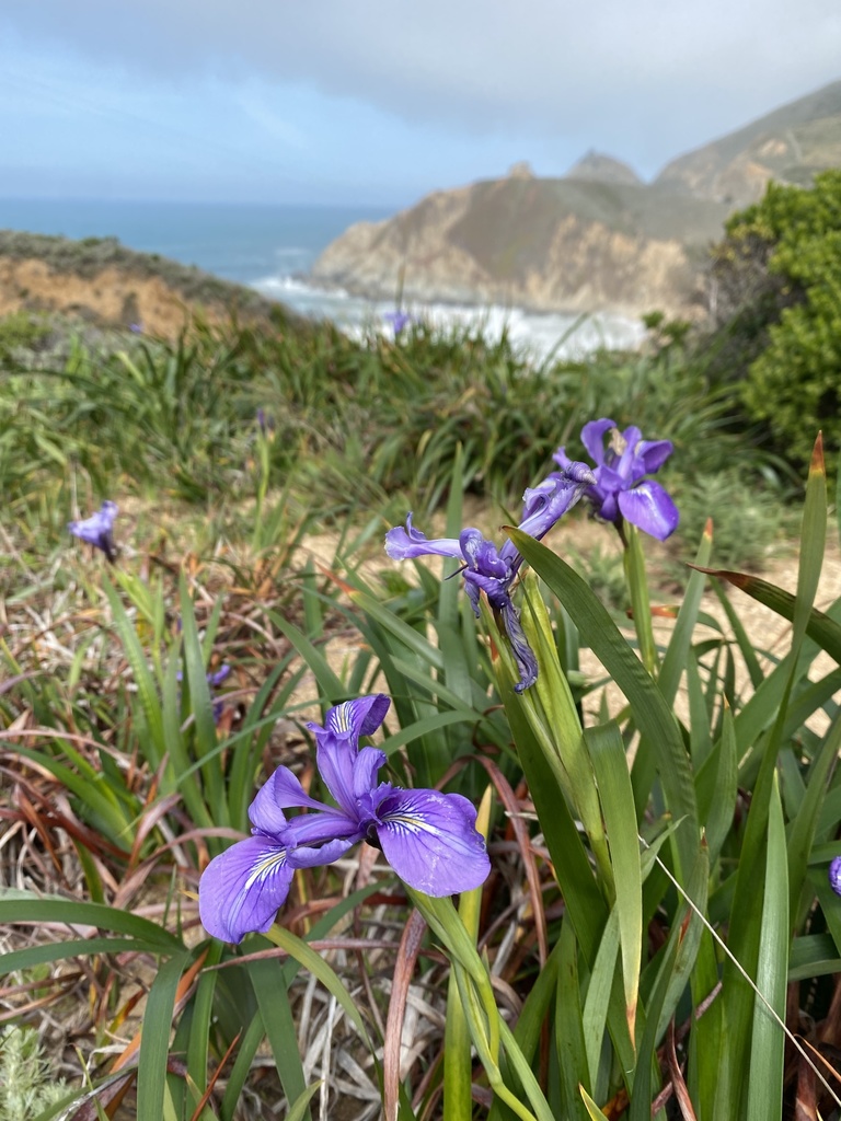 Douglas iris (Iris douglasiana)