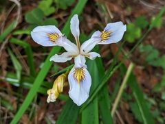 Douglas iris (Iris douglasiana)
