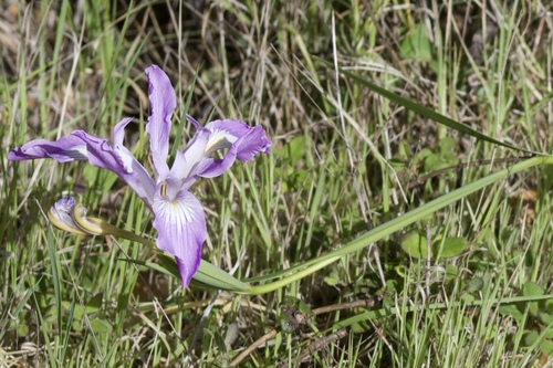Douglas iris (Iris douglasiana)