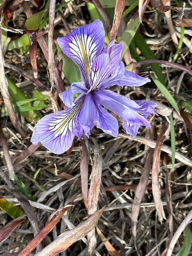 Douglas iris (Iris douglasiana)