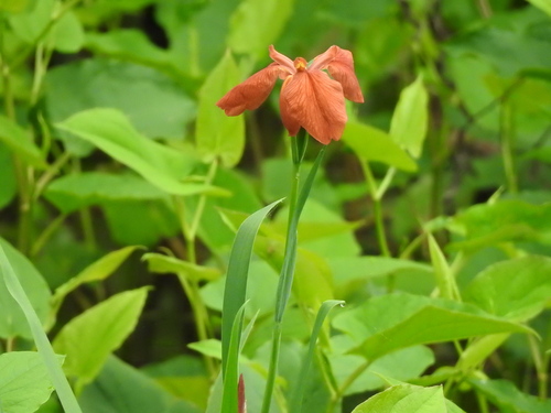 Copper iris (Iris fulva)