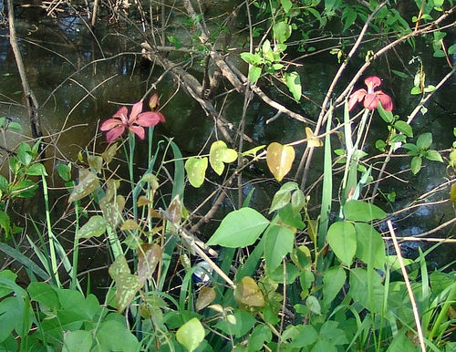 Copper iris (Iris fulva)