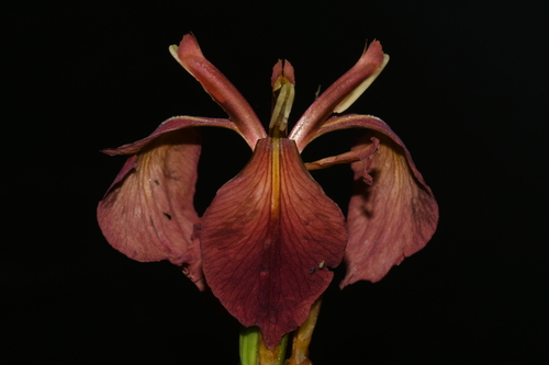 Copper iris (Iris fulva)