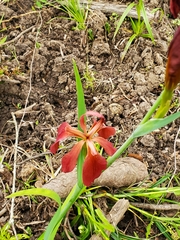 Copper iris (Iris fulva)