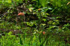 Copper iris (Iris fulva)
