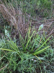 Dixie iris (Iris hexagona)